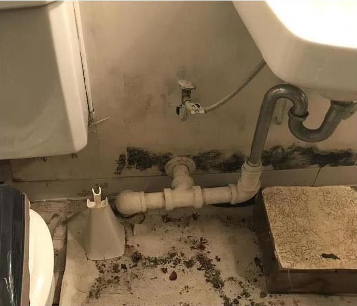 mold covered drywall and flooring under bathroom sink and toilet 